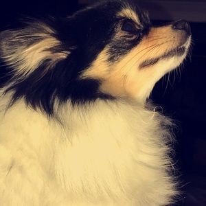 Meet your Posher, Abigail